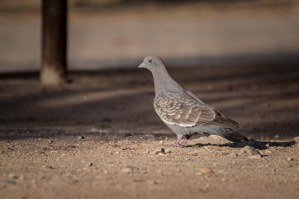 Spot-winged Pigeon - Vicente Pantoja Maggi