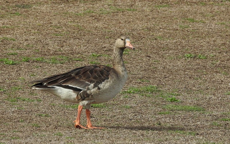 Greater White-fronted Goose - ML77017741