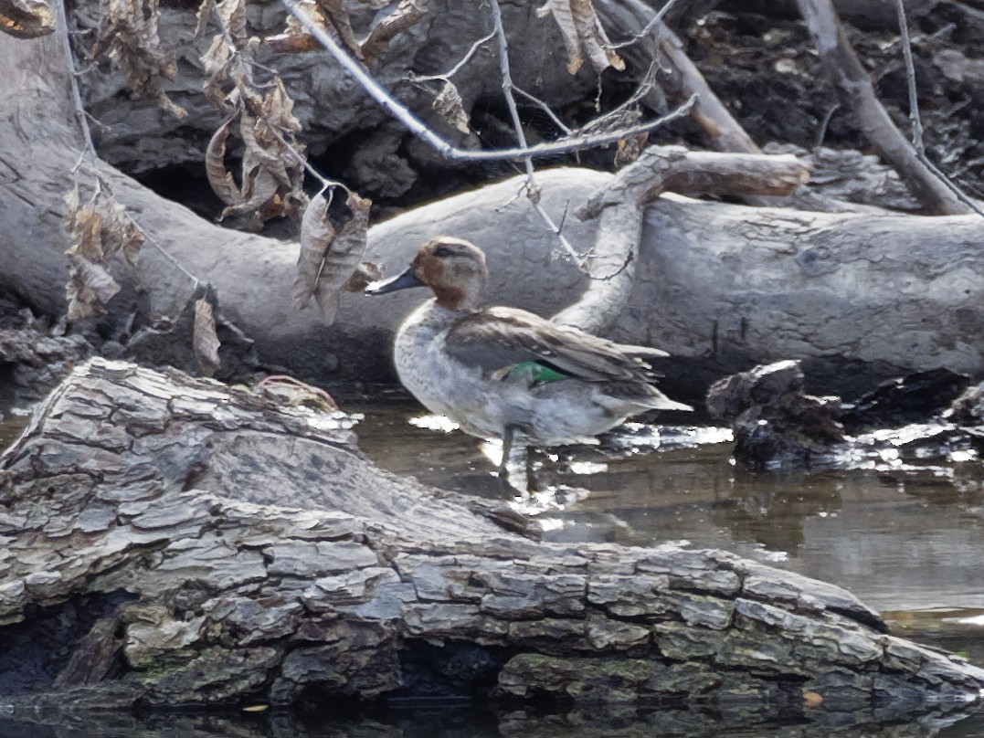Green-winged Teal - Dina Perry