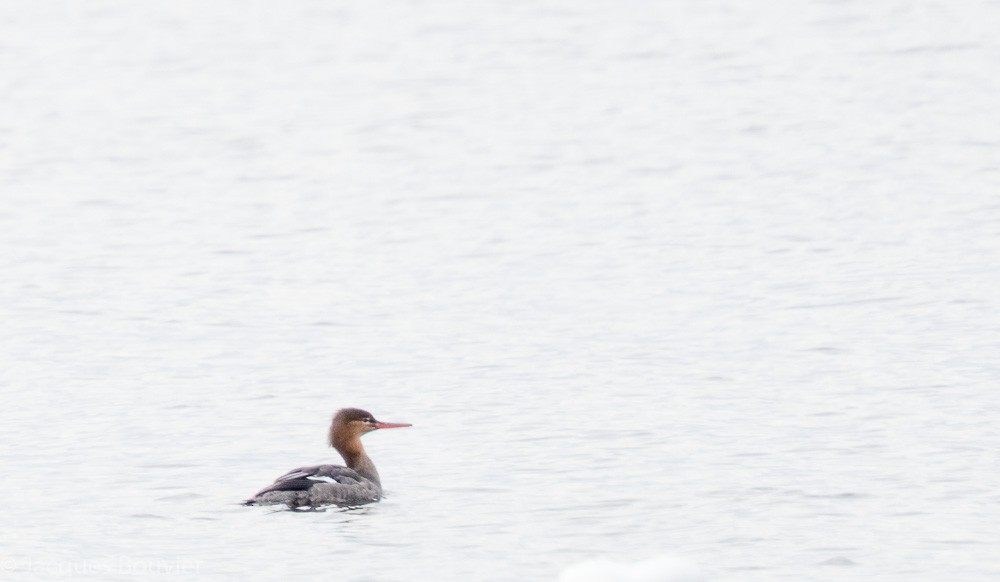 Red-breasted Merganser - Jacques Bouvier