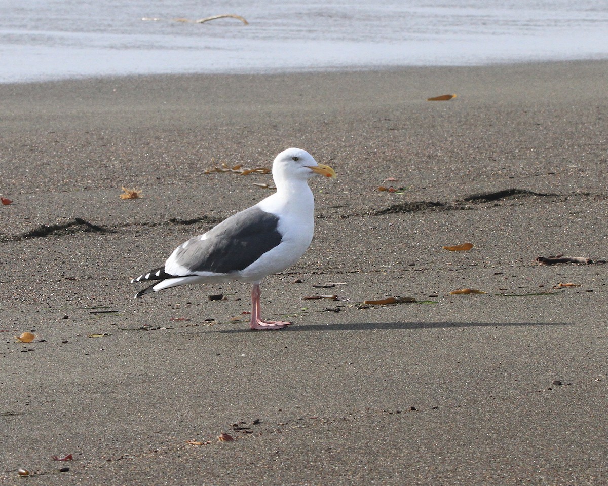 Western Gull - Pair of Wing-Nuts