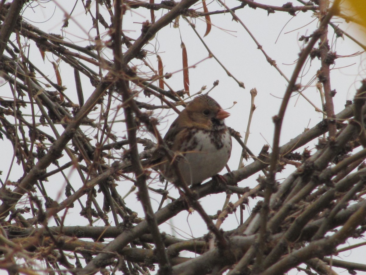 Harris's Sparrow - ML77021531