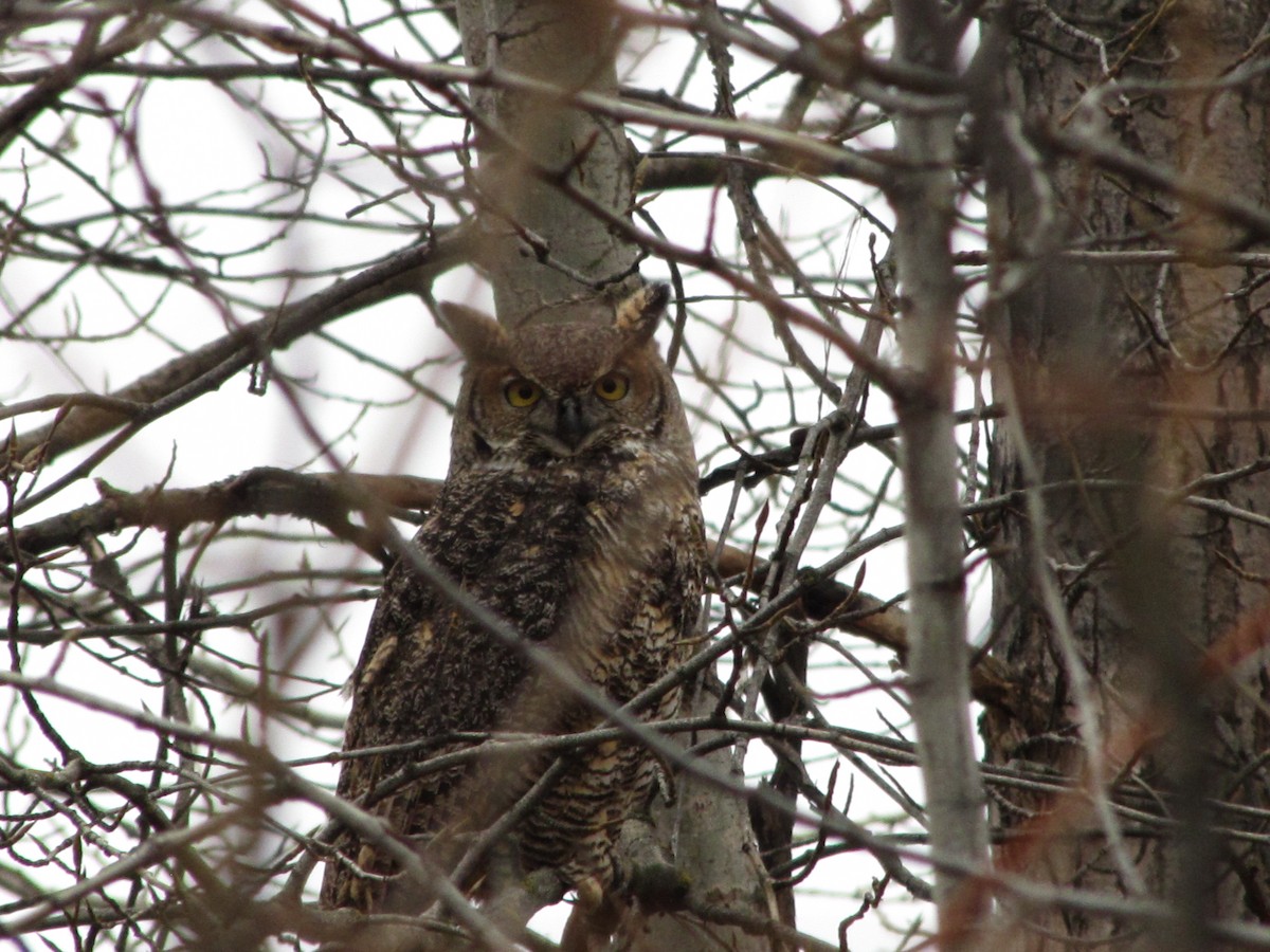 Great Horned Owl - ML77021821