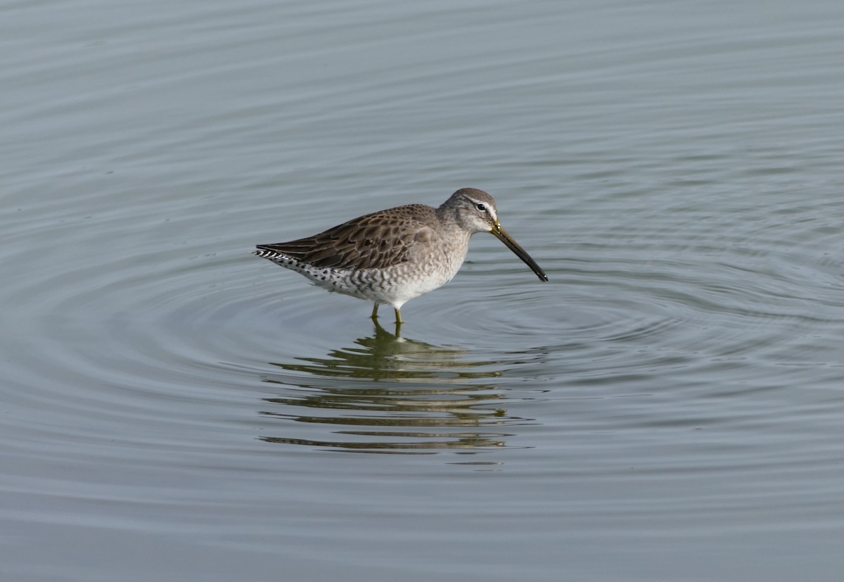 Long-billed Dowitcher - ML77022091