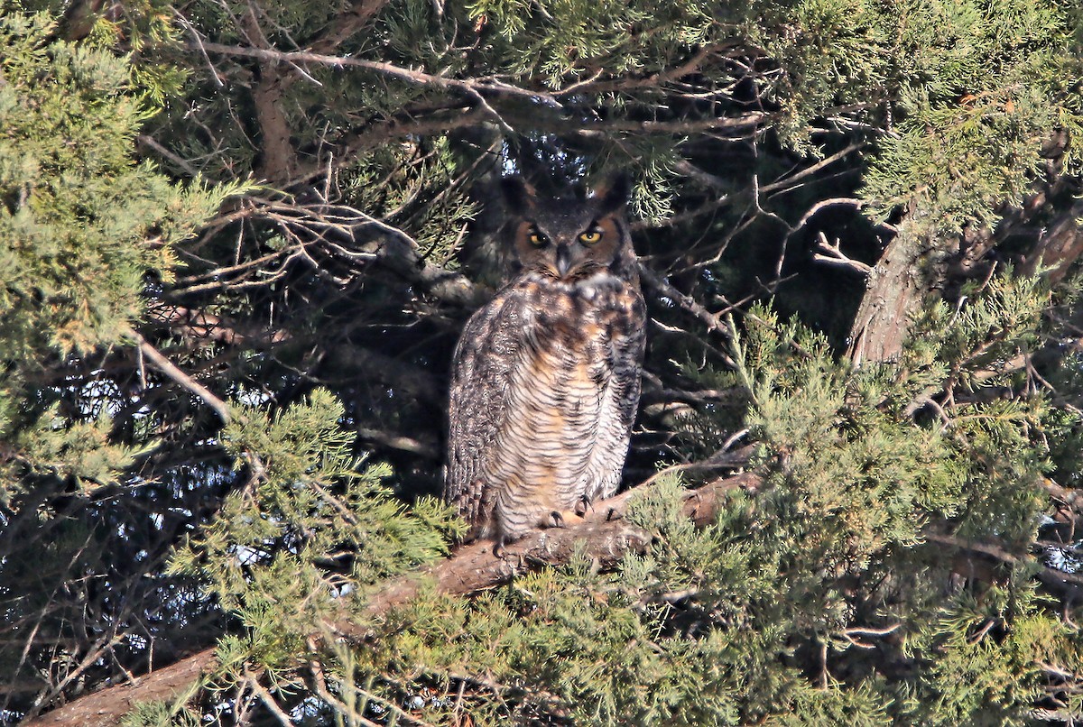 Great Horned Owl - ML77025111