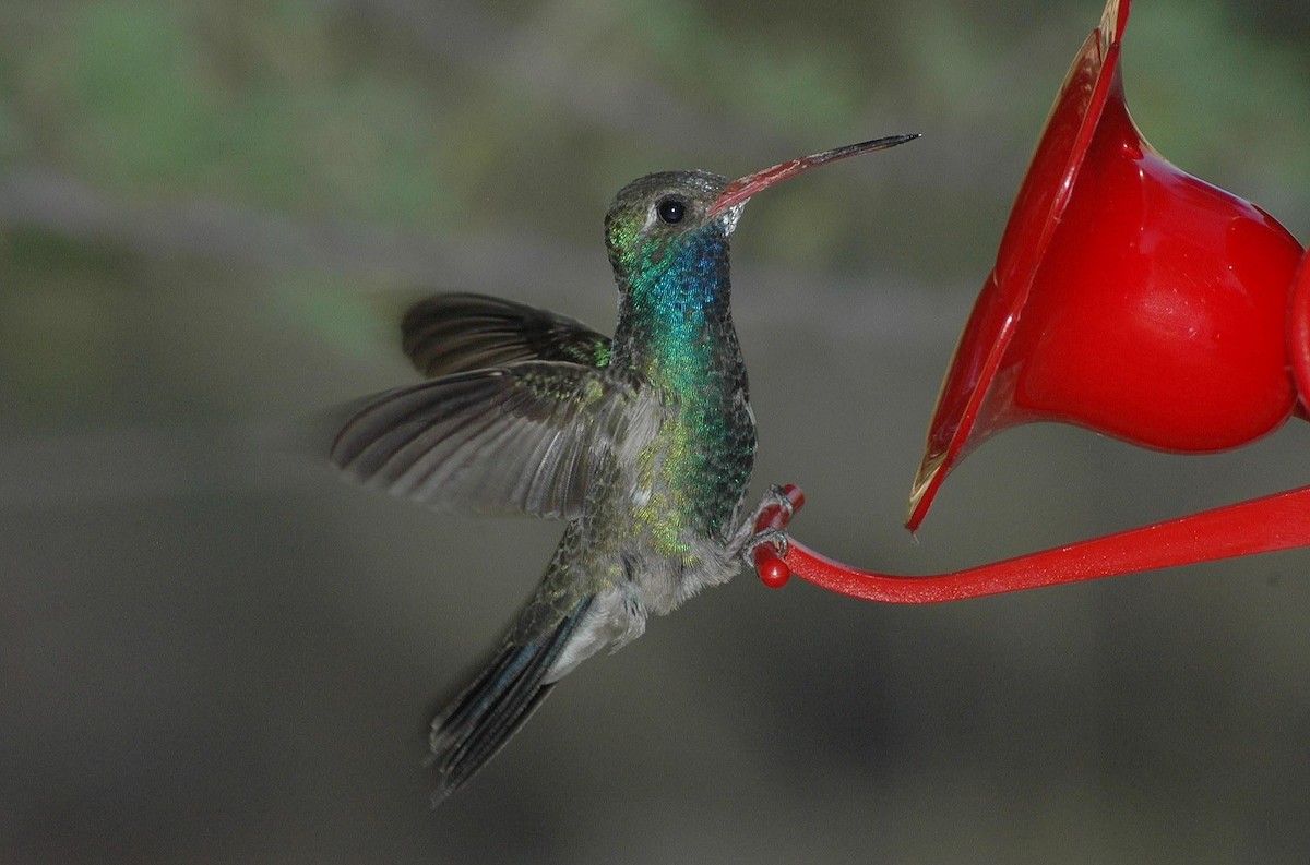 Broad-billed Hummingbird - Carolyn Ohl, cc