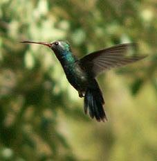 Broad-billed Hummingbird - ML77026741