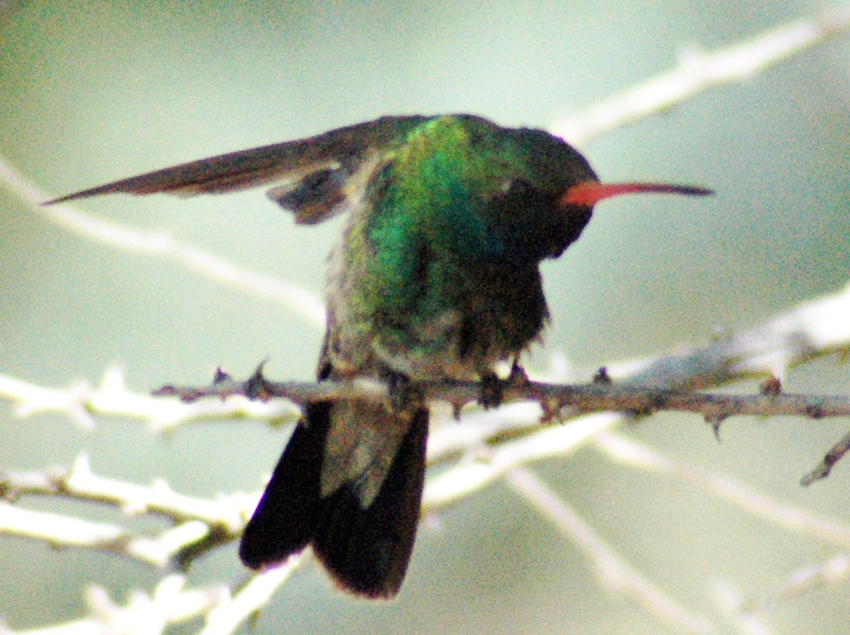 Broad-billed Hummingbird - ML77026901