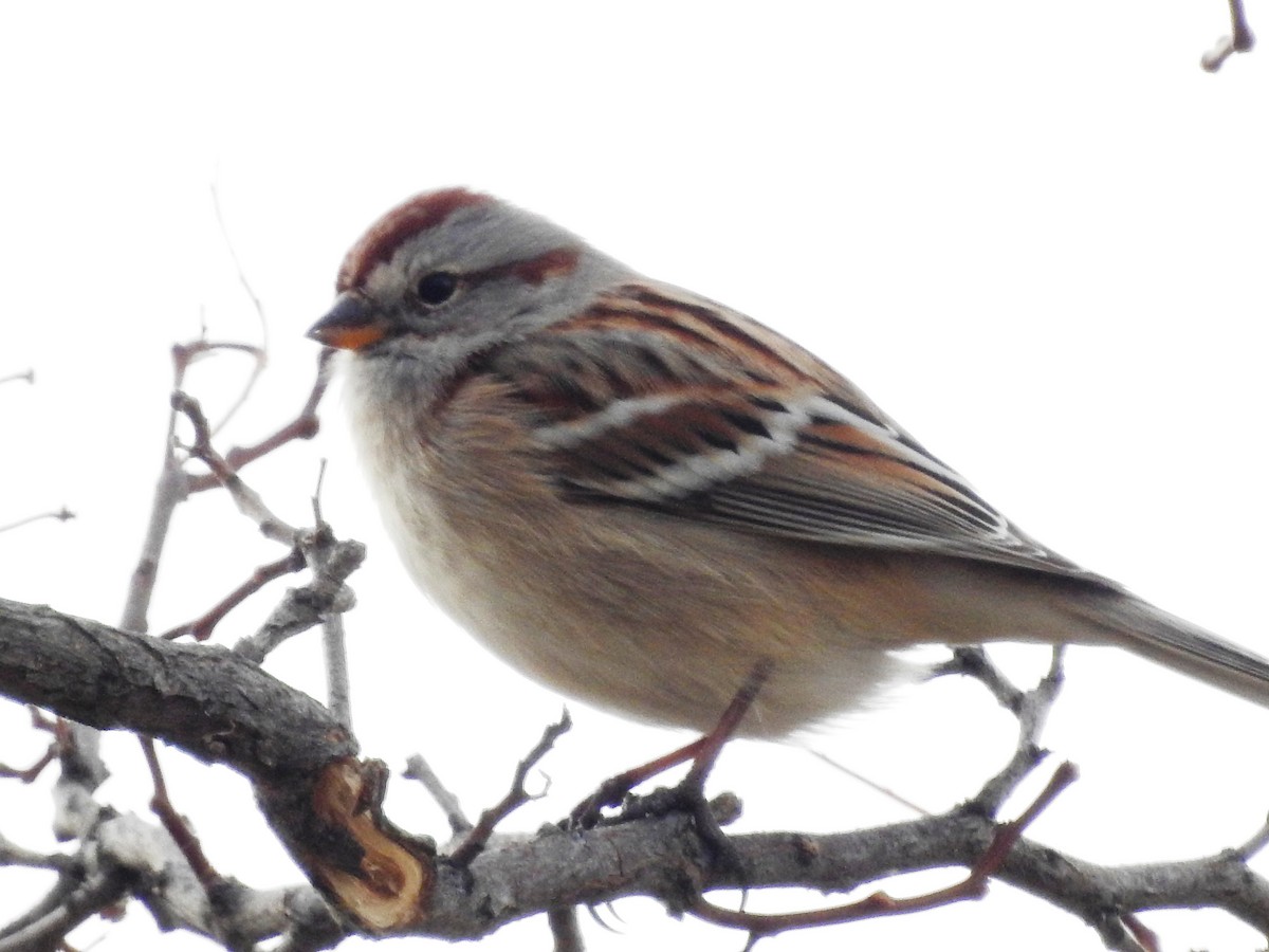 American Tree Sparrow - ML77028741