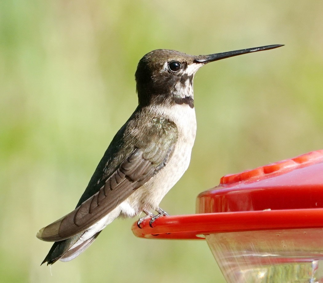 Black-chinned Hummingbird - ML77029401