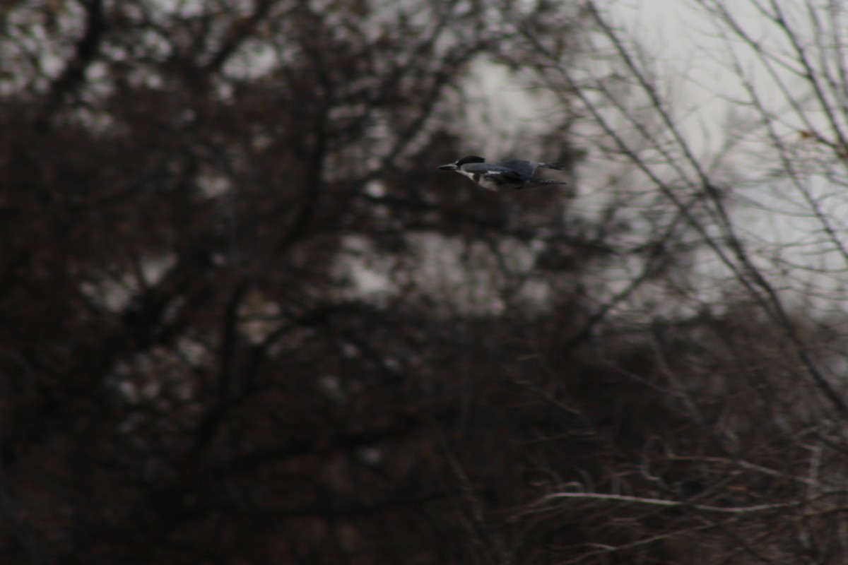 Belted Kingfisher - ML77033541