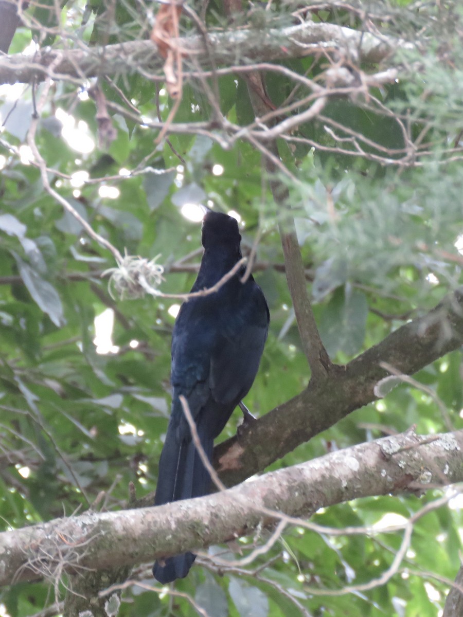 Great-tailed Grackle - ML77033701