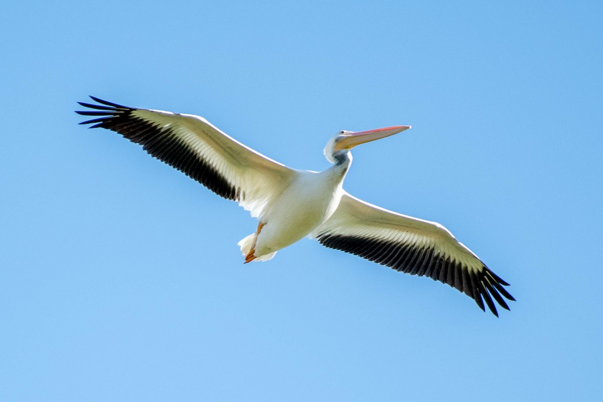 American White Pelican - James McNamara