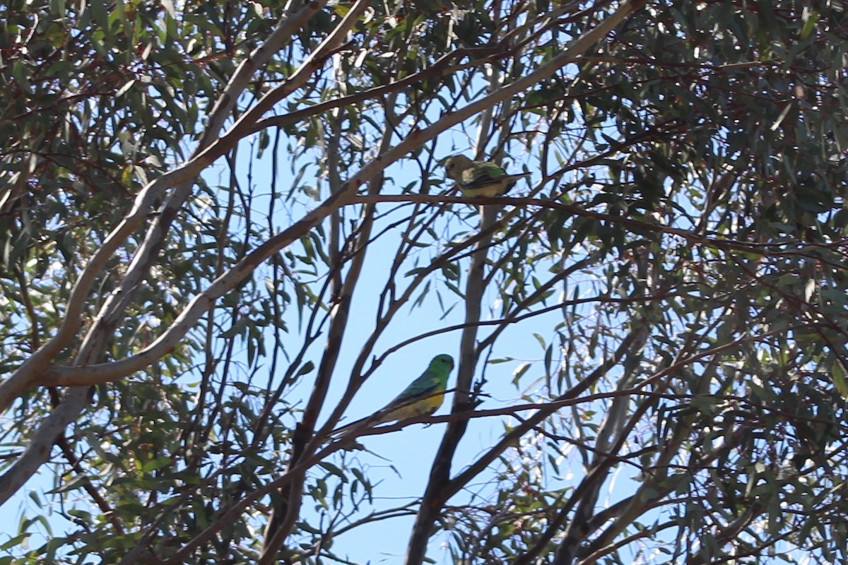 Red-rumped Parrot - ML77035491