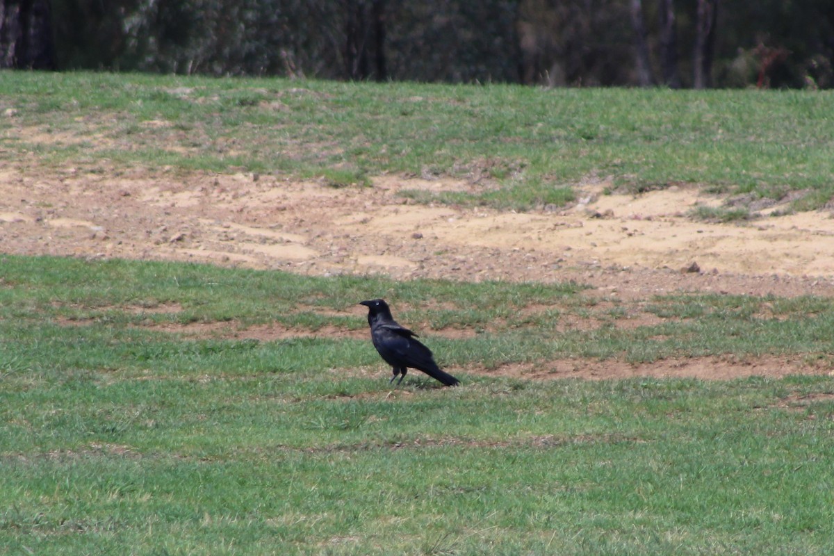 Australian Raven - ML77035861