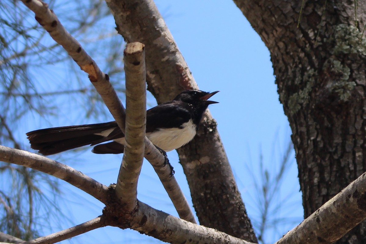 Willie-wagtail - ML77036201