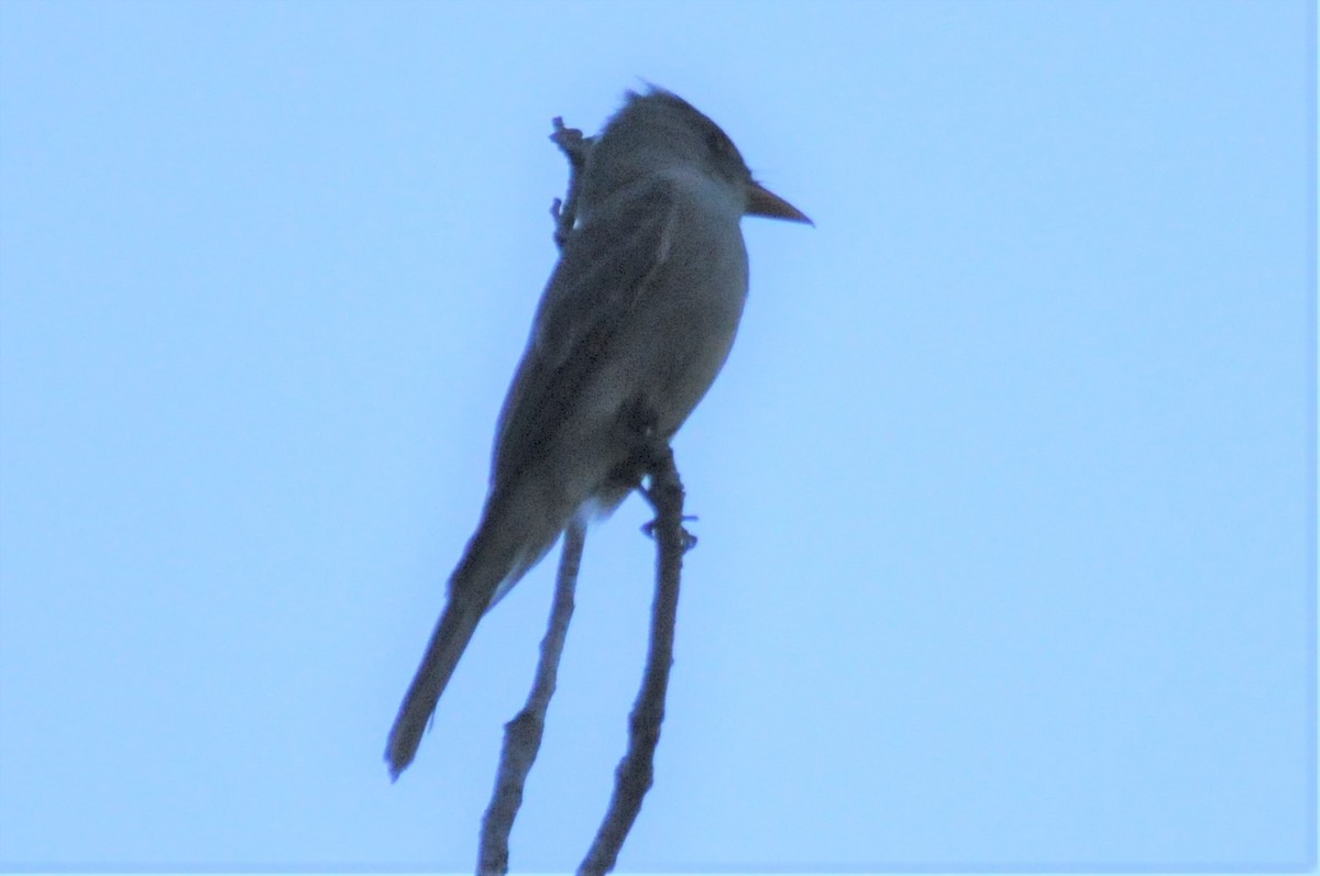 Greater Pewee - Bruce Mast