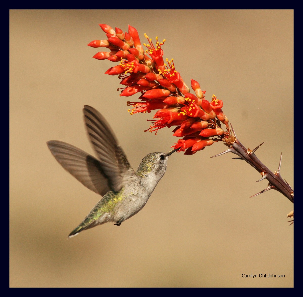 Costa's Hummingbird - Carolyn Ohl, cc
