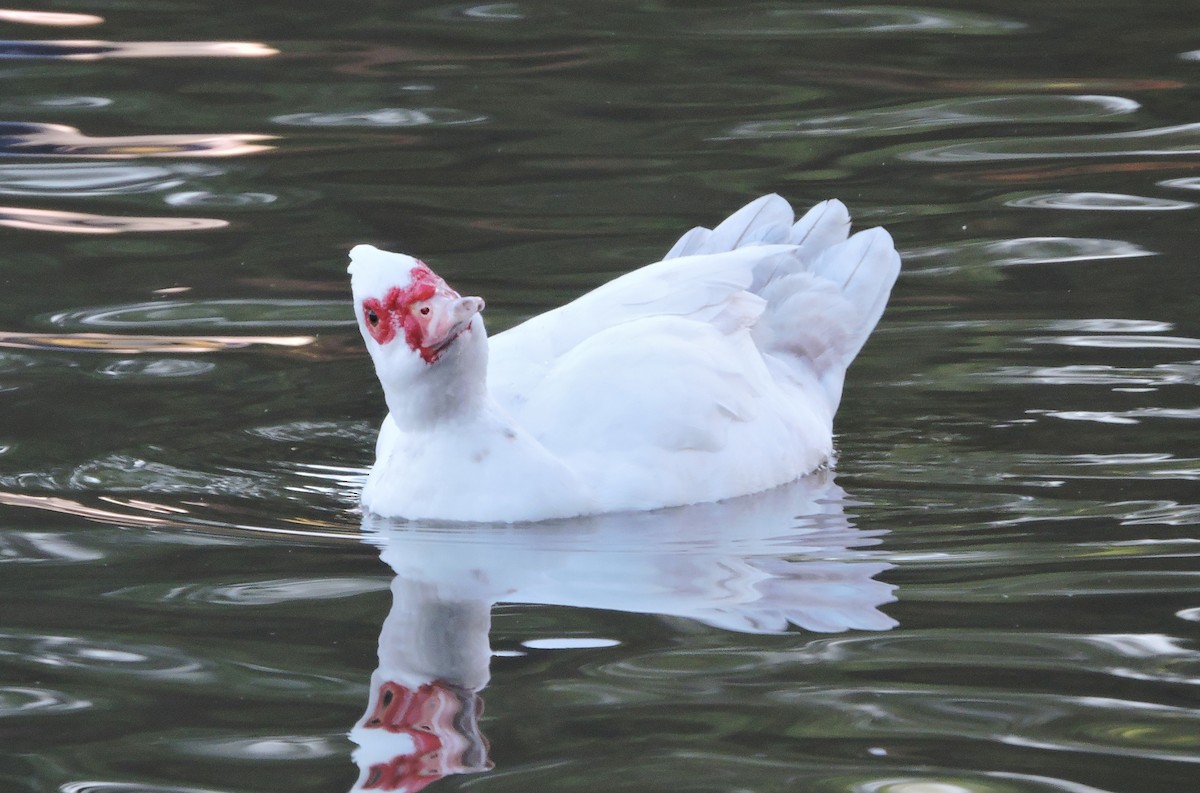 Muscovy Duck (Domestic type) - Greg Cross