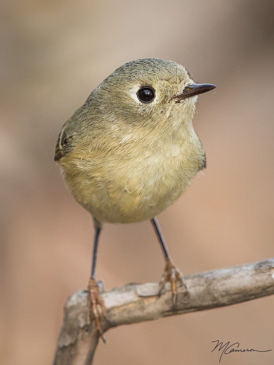 Ruby-crowned Kinglet - Mike Cameron