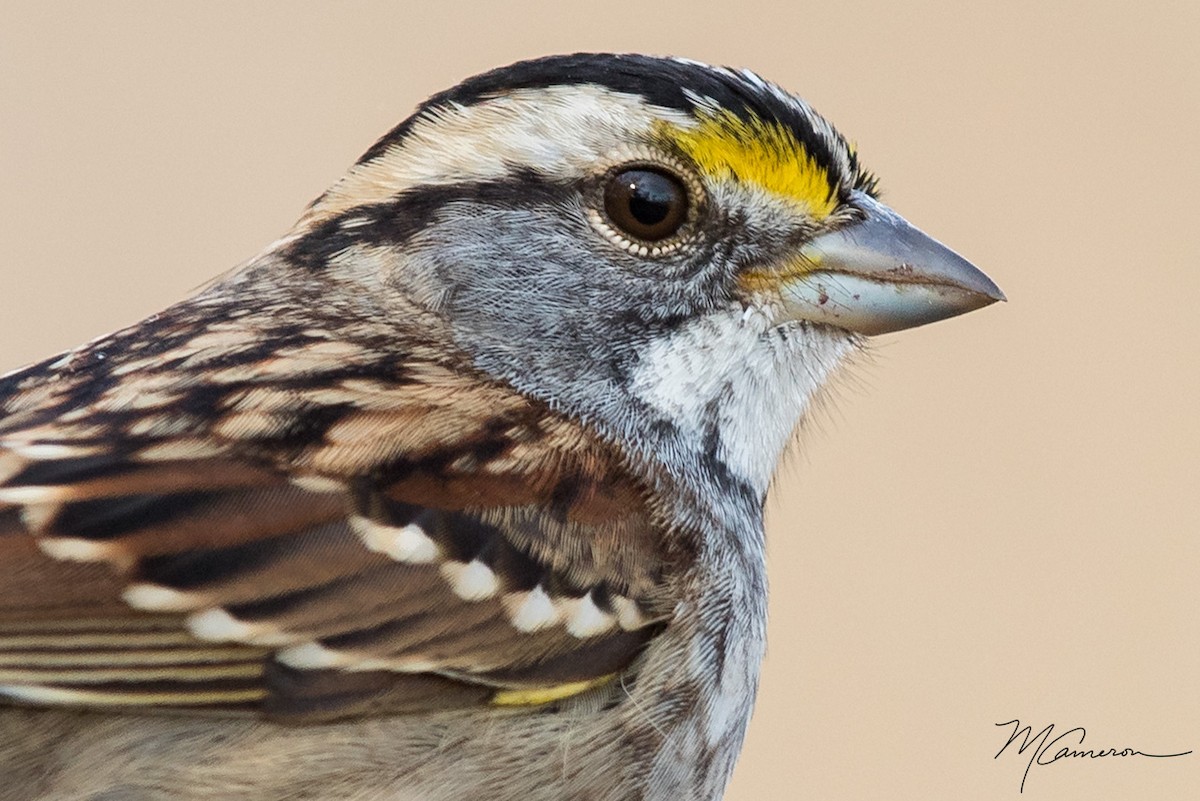 White-throated Sparrow - Mike Cameron