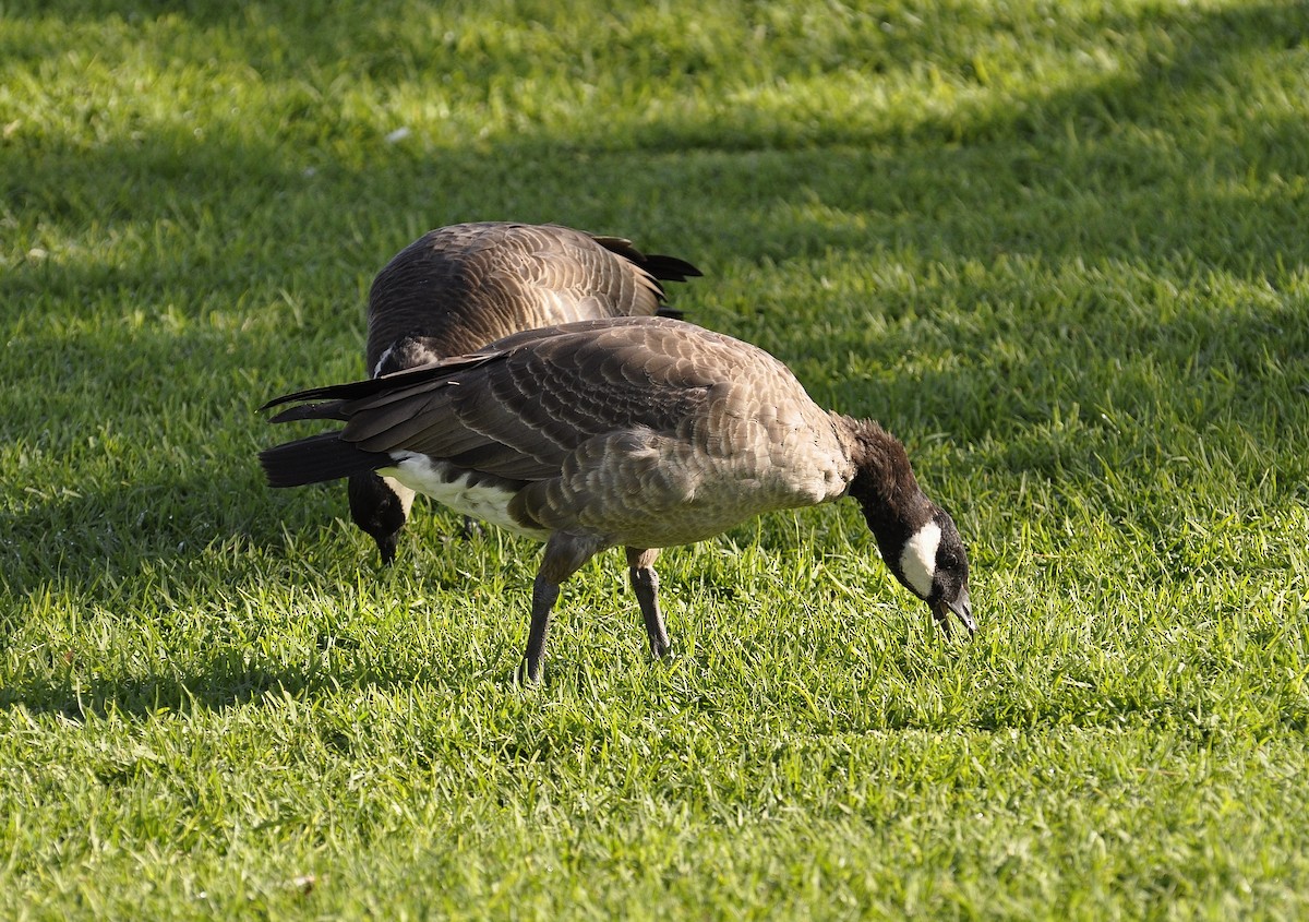 Cackling Goose - brendan galvin