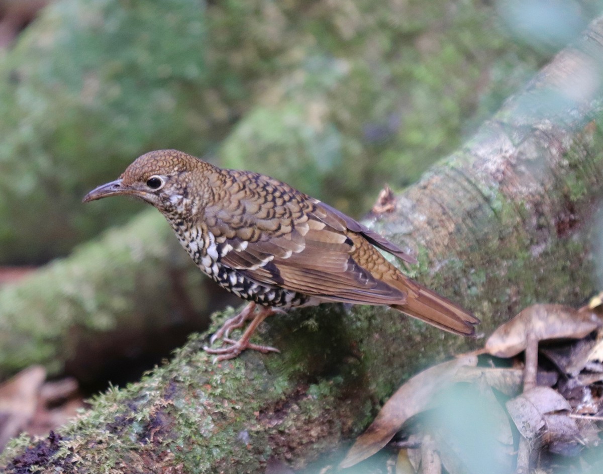 Russet-tailed Thrush (Russet-tailed) - ML77048211
