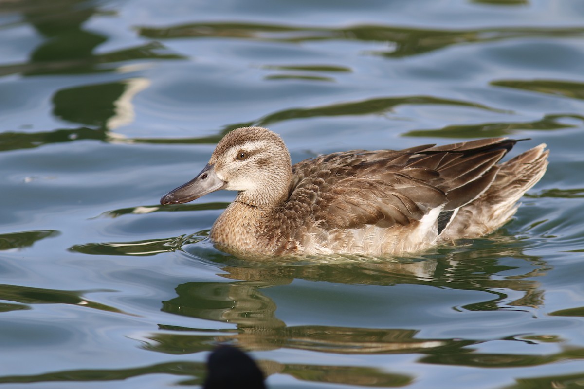 Garganey - Spatula querquedula - Media Search - Macaulay Library and eBird