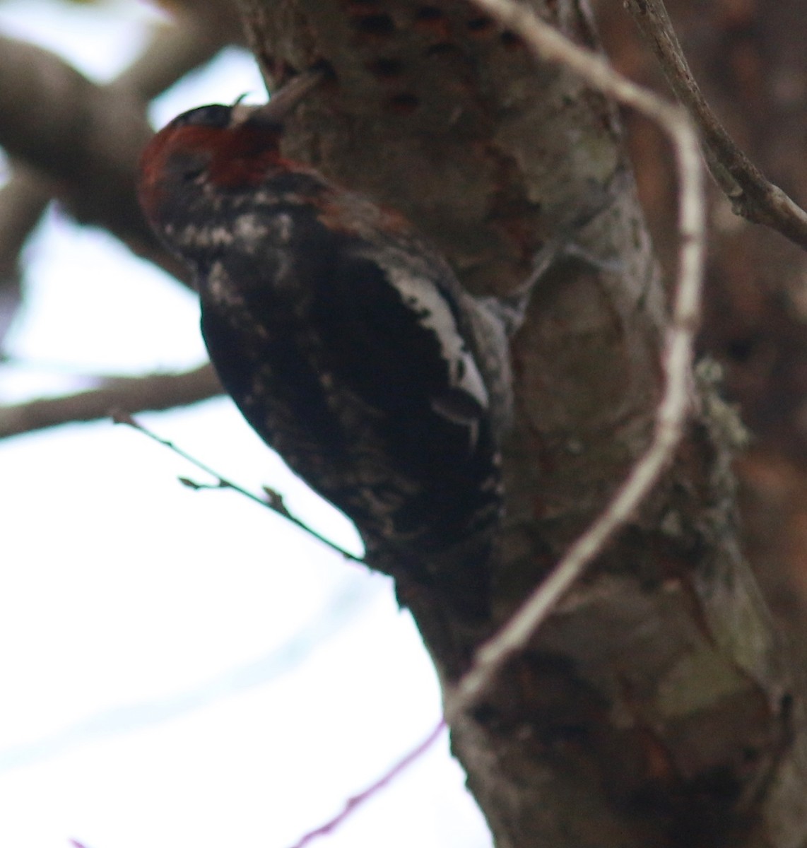 Red-breasted Sapsucker - ML77050811