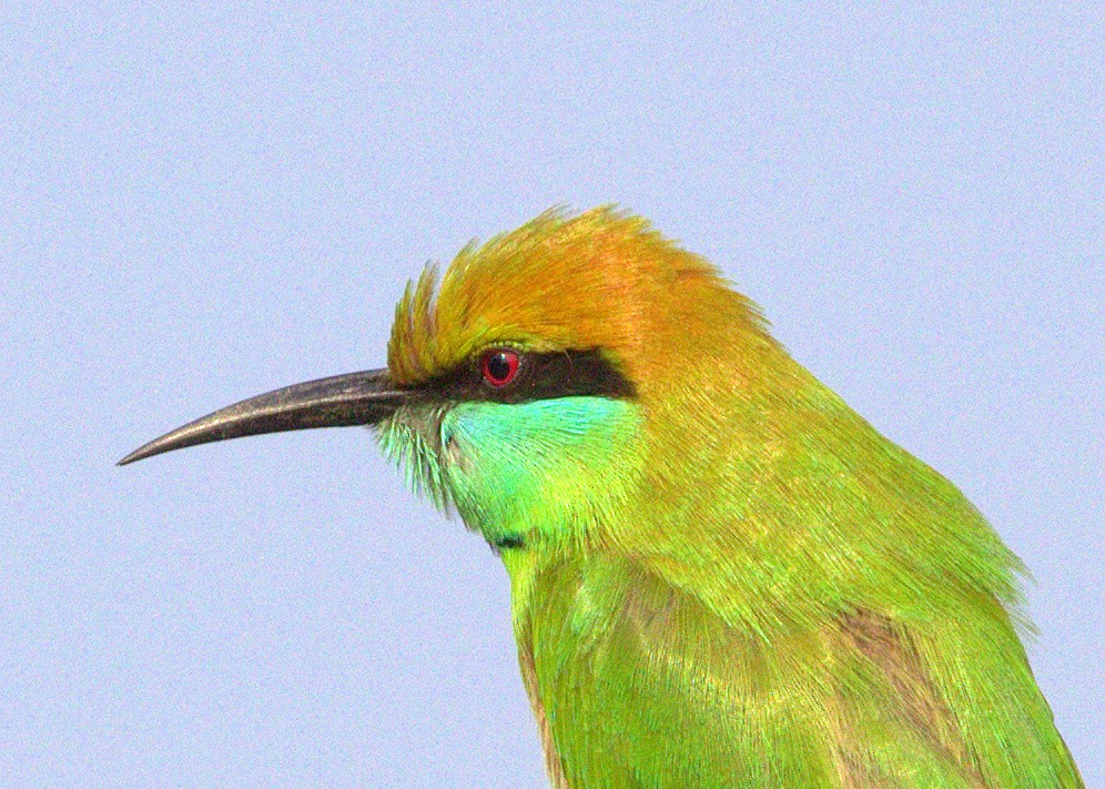 Asian Green Bee-eater - Naveen Sama