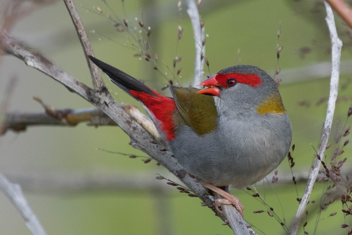 Red-browed Firetail - ML77052051