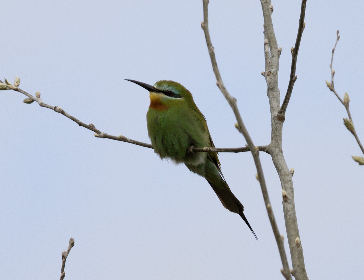 Blue-cheeked Bee-eater - Lefteris Stavrakas