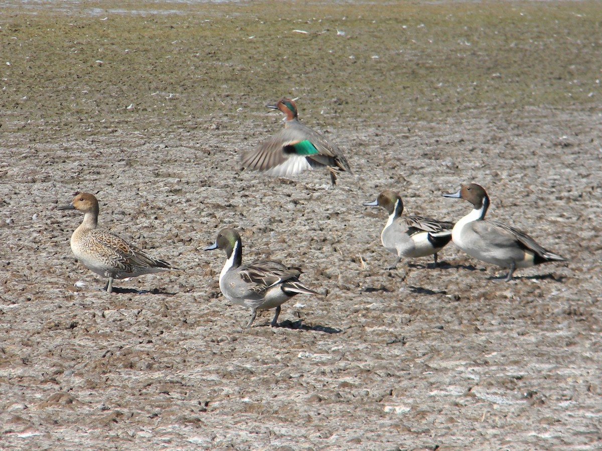 Green-winged Teal - ML77053191