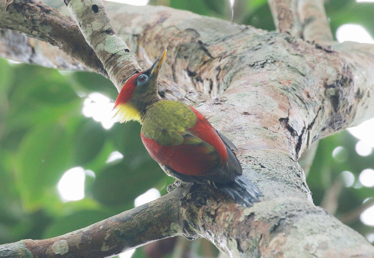 Crimson-winged Woodpecker - ML77054311