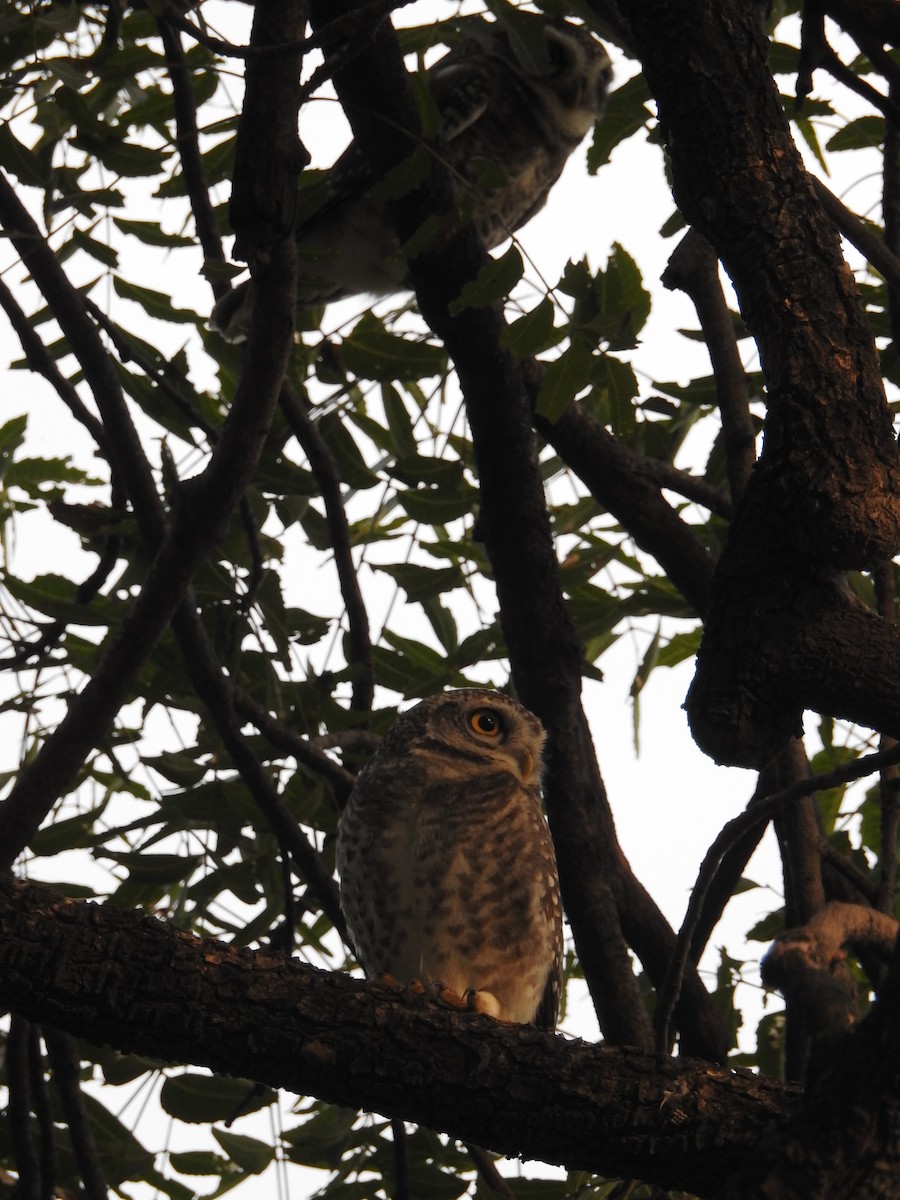 Spotted Owlet - Rajendra Gadgil