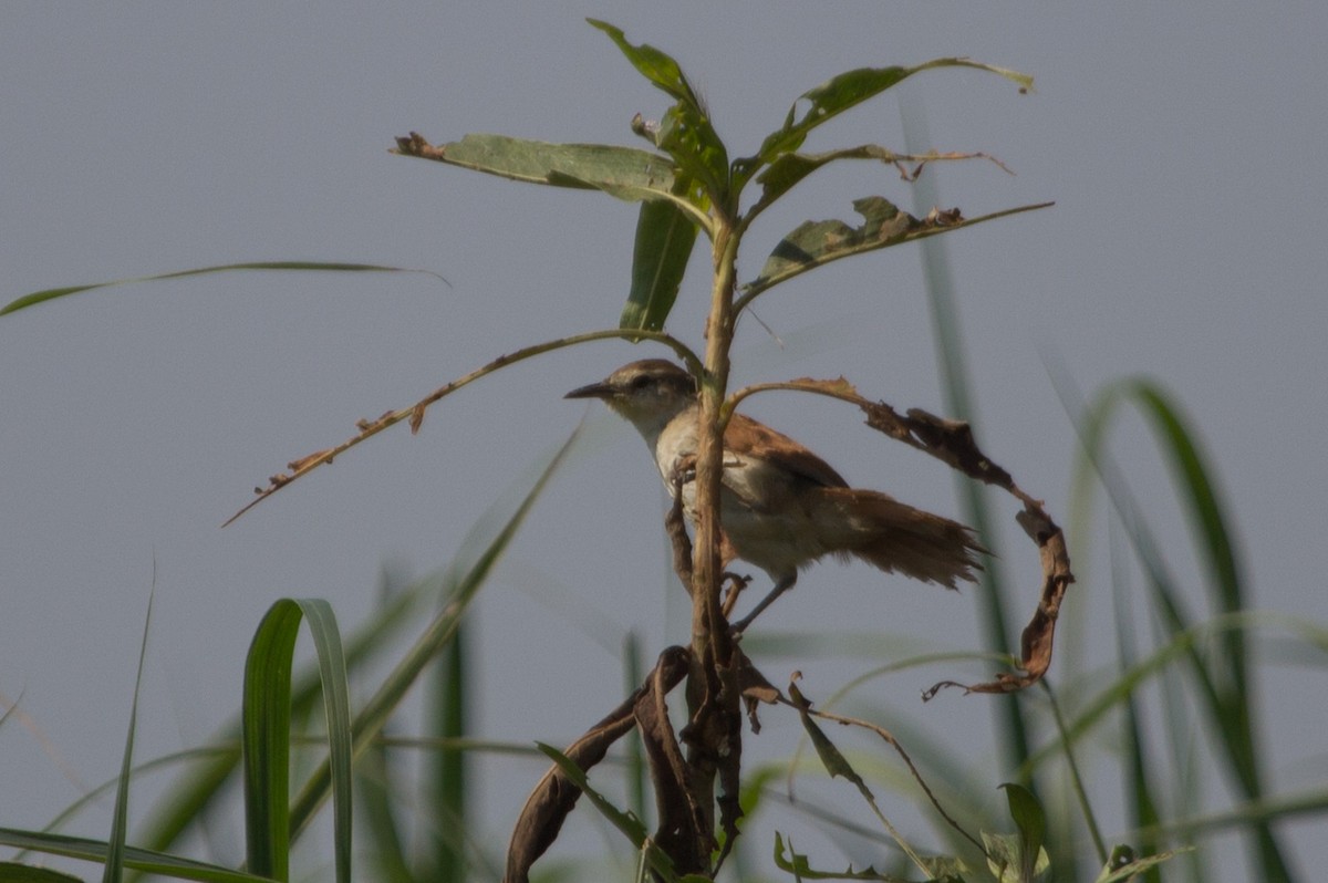 Yellow-chinned Spinetail - Lindy Fung