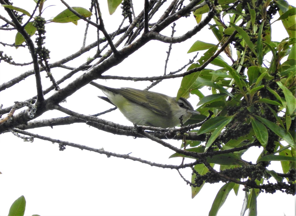 Red-eyed/Chivi Vireo - ML77055931