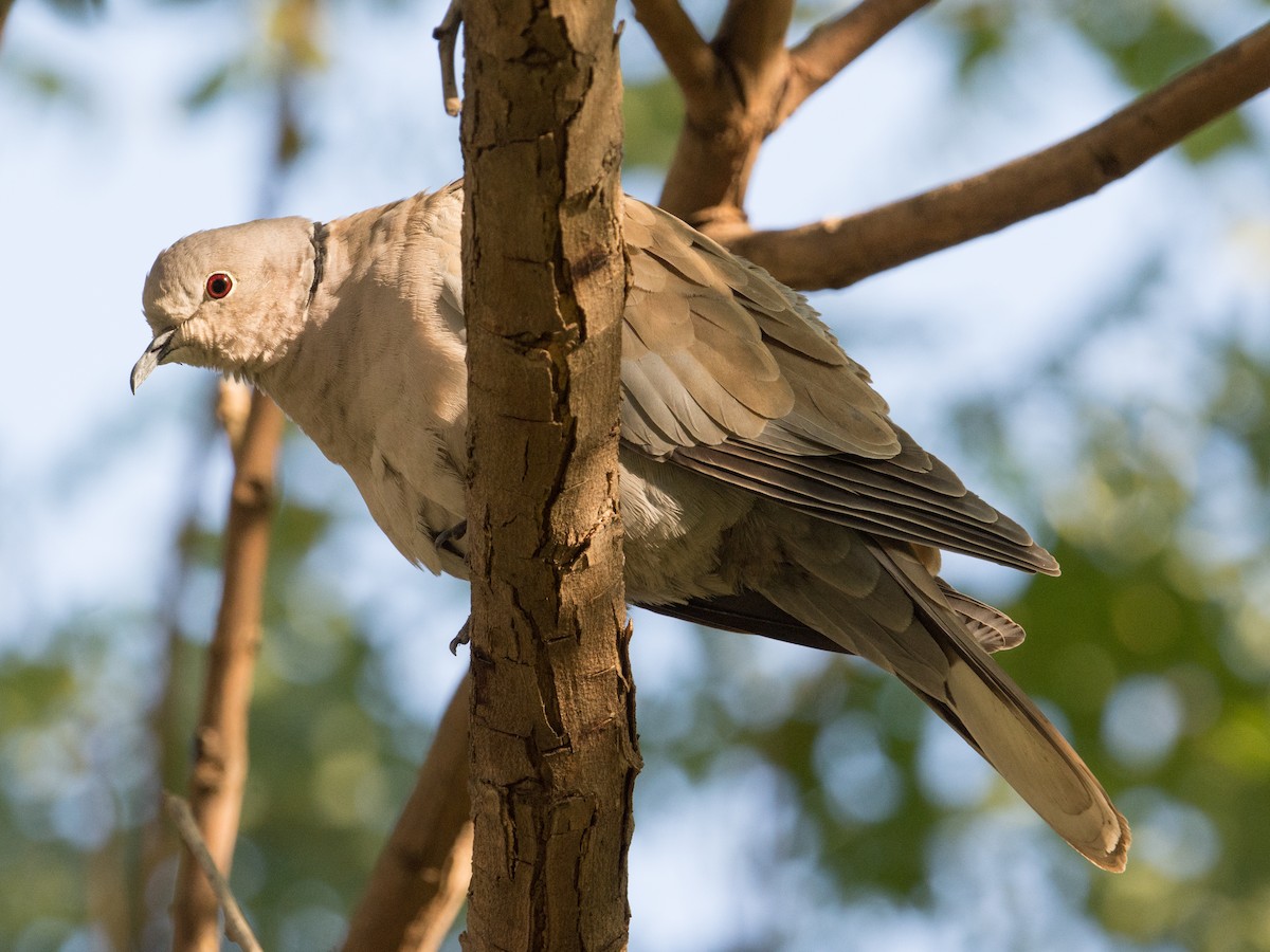 Eurasian Collared-Dove - T I