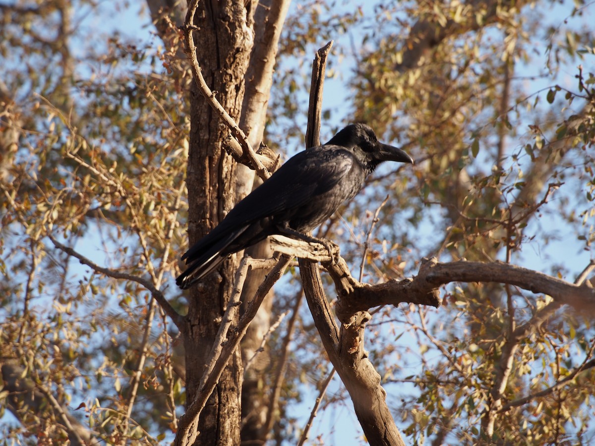 Large-billed Crow (Indian Jungle) - Daniel Lebbin