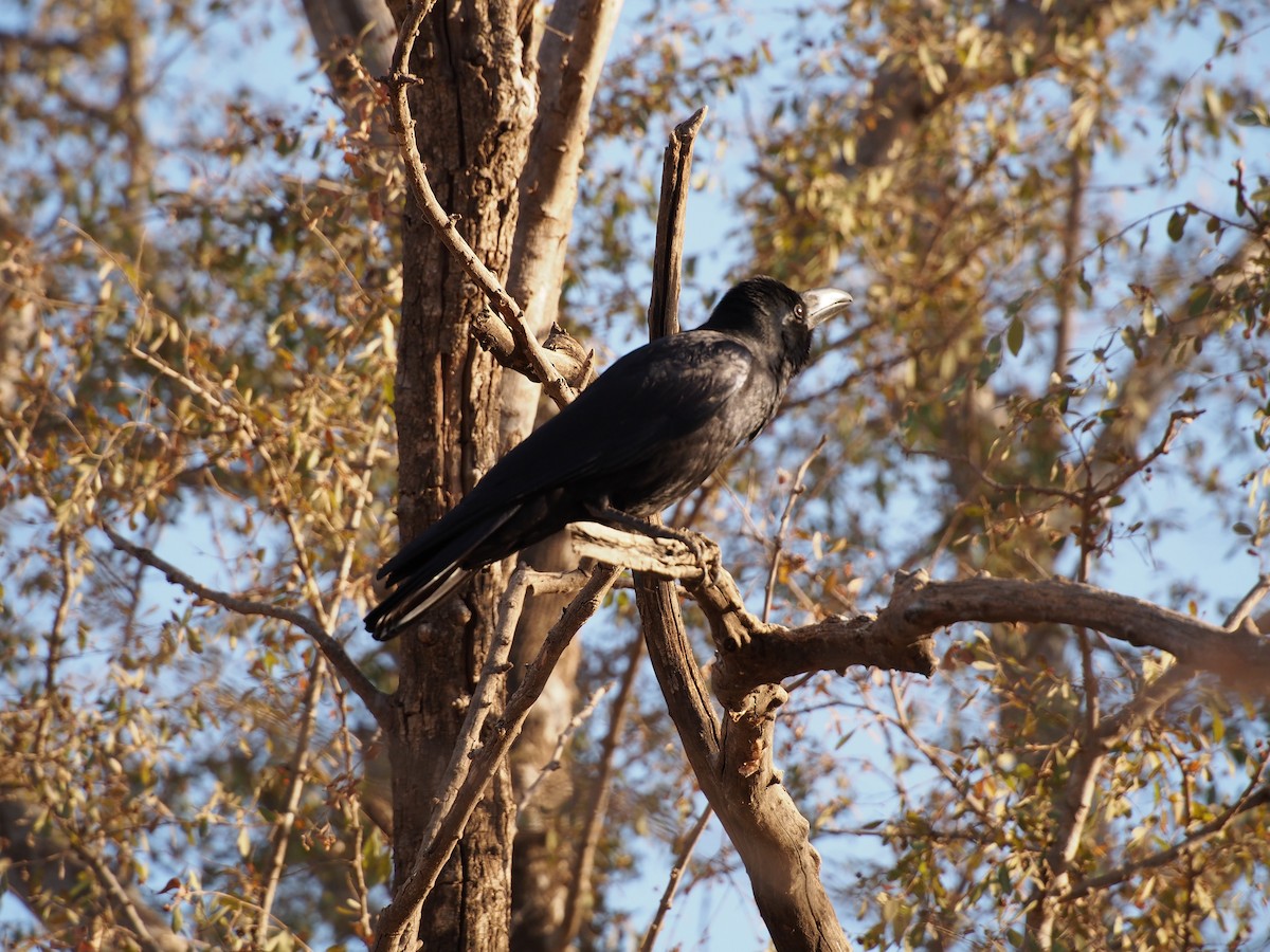 Large-billed Crow (Indian Jungle) - ML77056711
