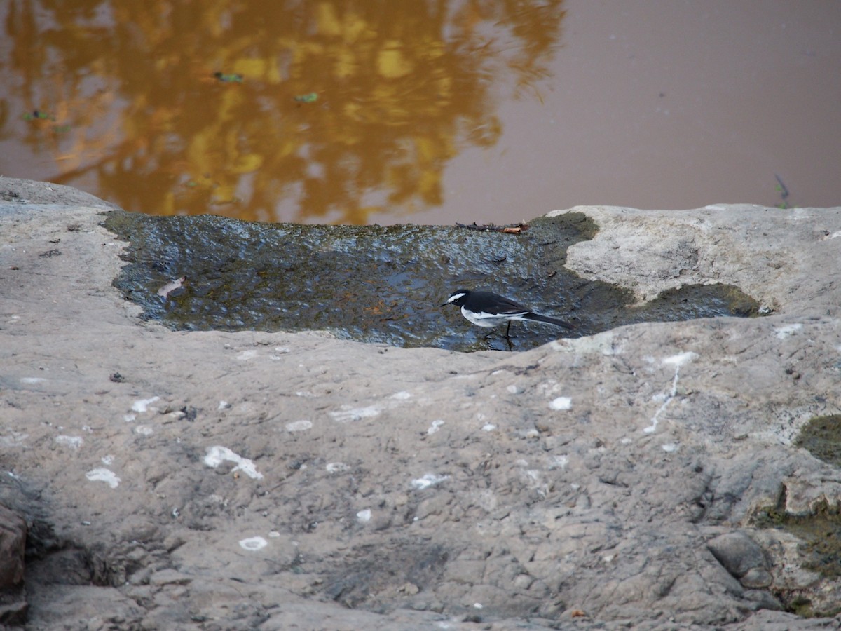 White-browed Wagtail - ML77056951