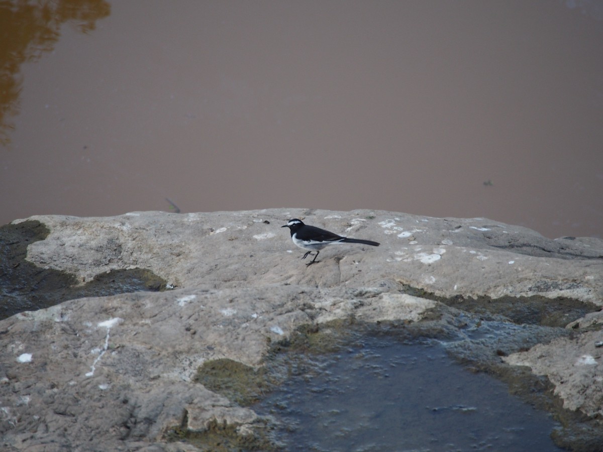 White-browed Wagtail - ML77056971