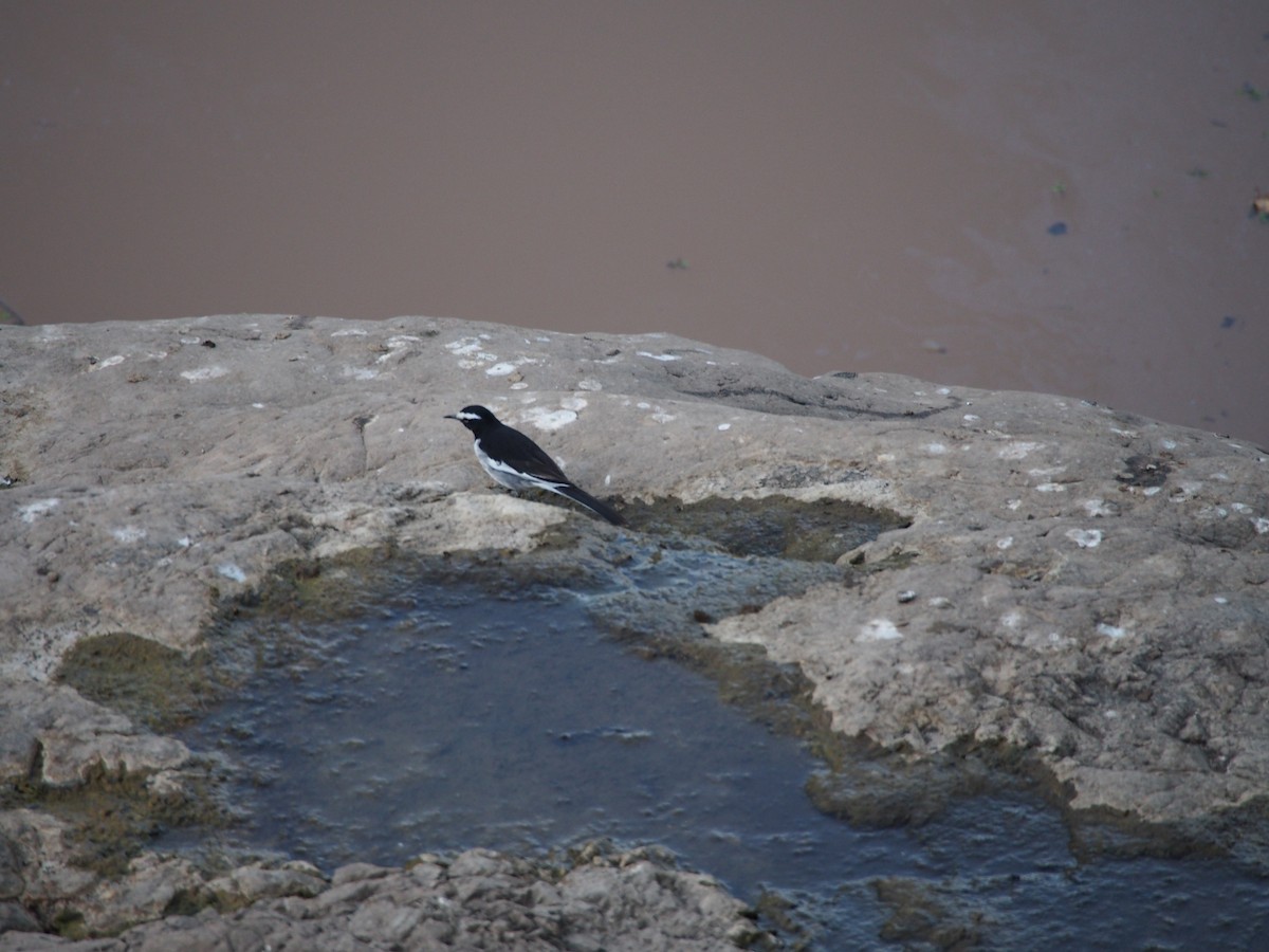 White-browed Wagtail - ML77056981