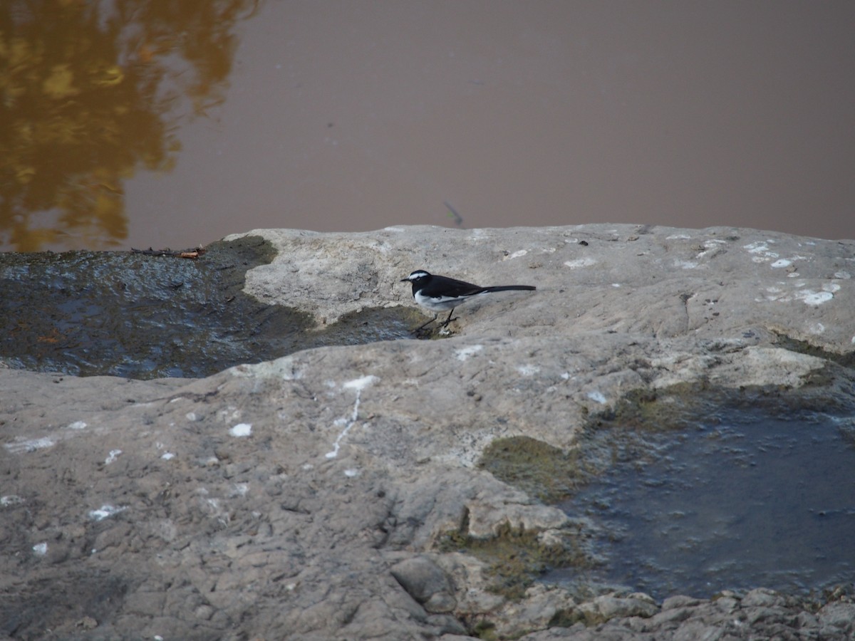 White-browed Wagtail - ML77056991