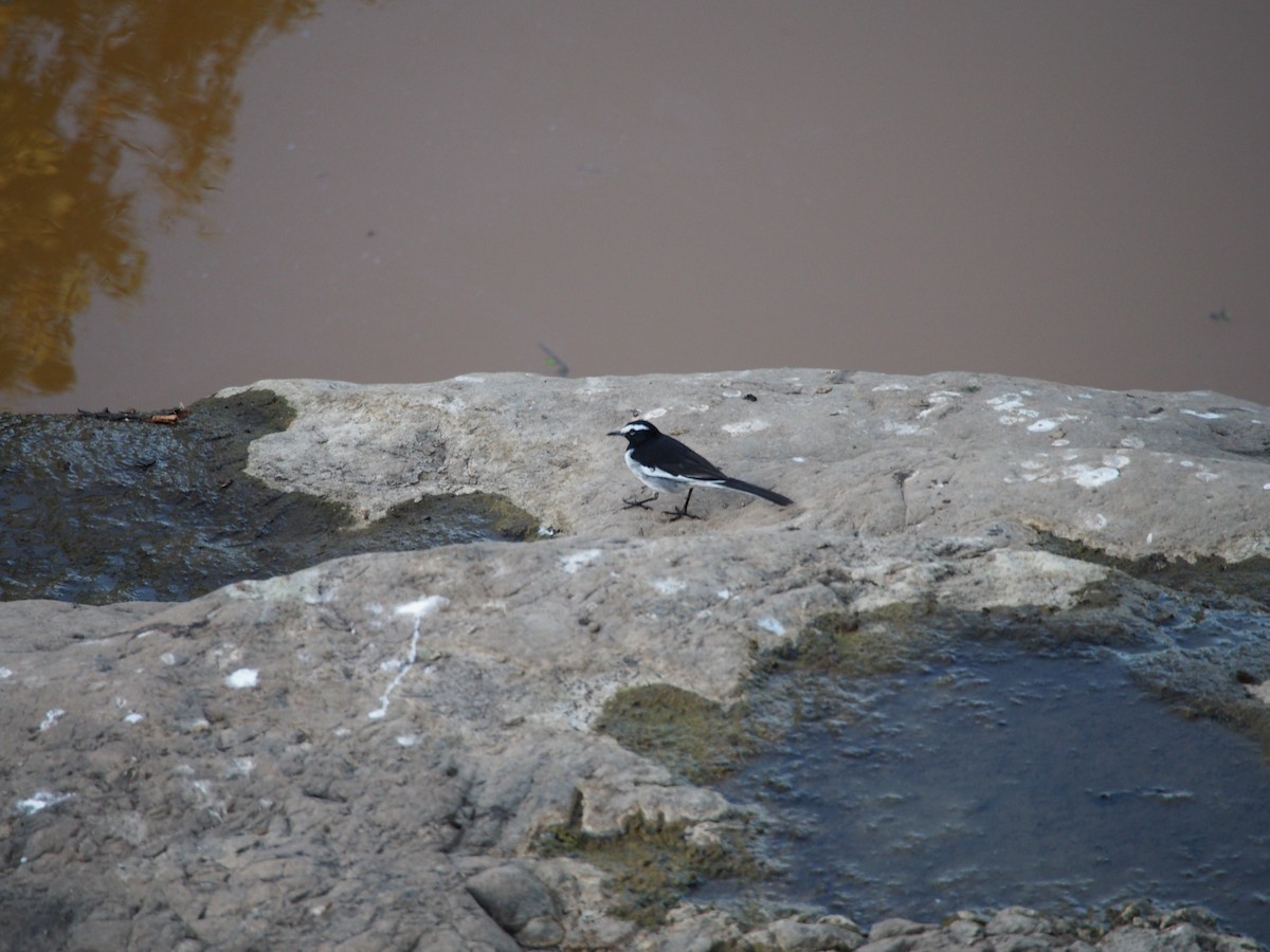 White-browed Wagtail - ML77057001