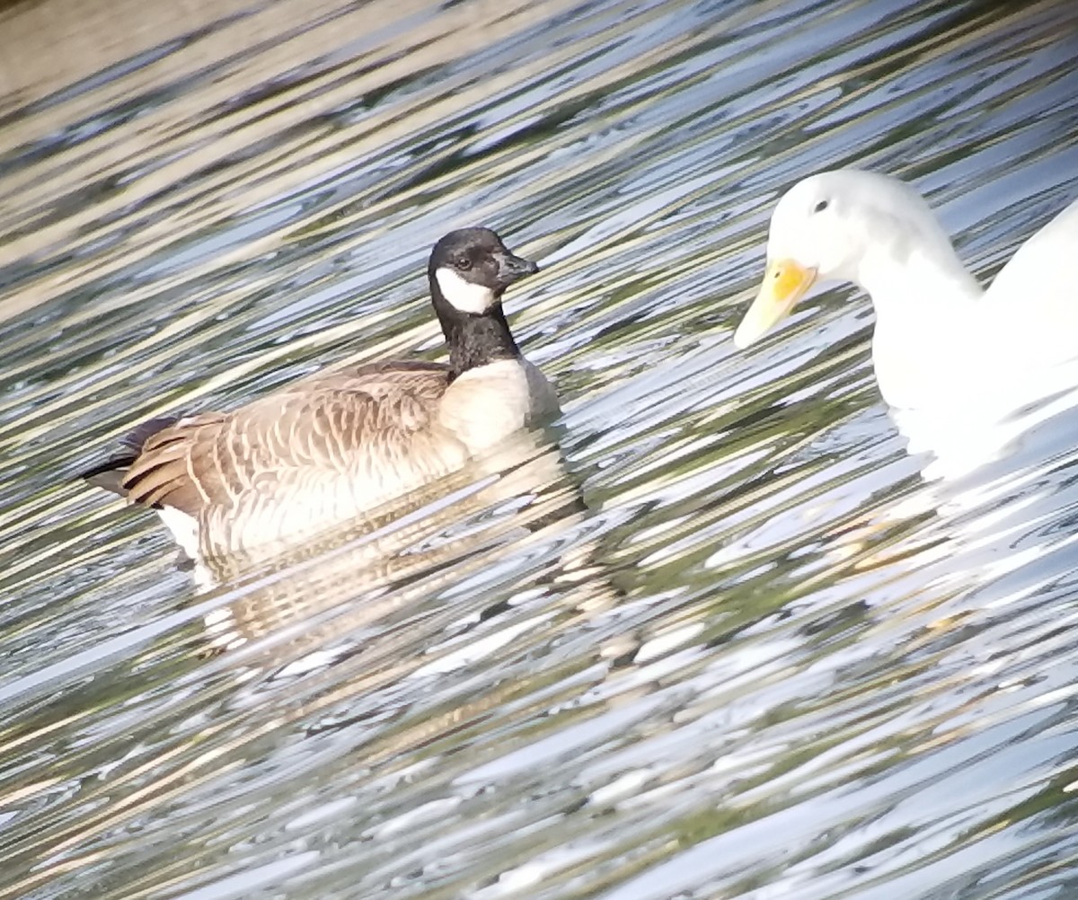 Cackling Goose (Aleutian) - ML77059301