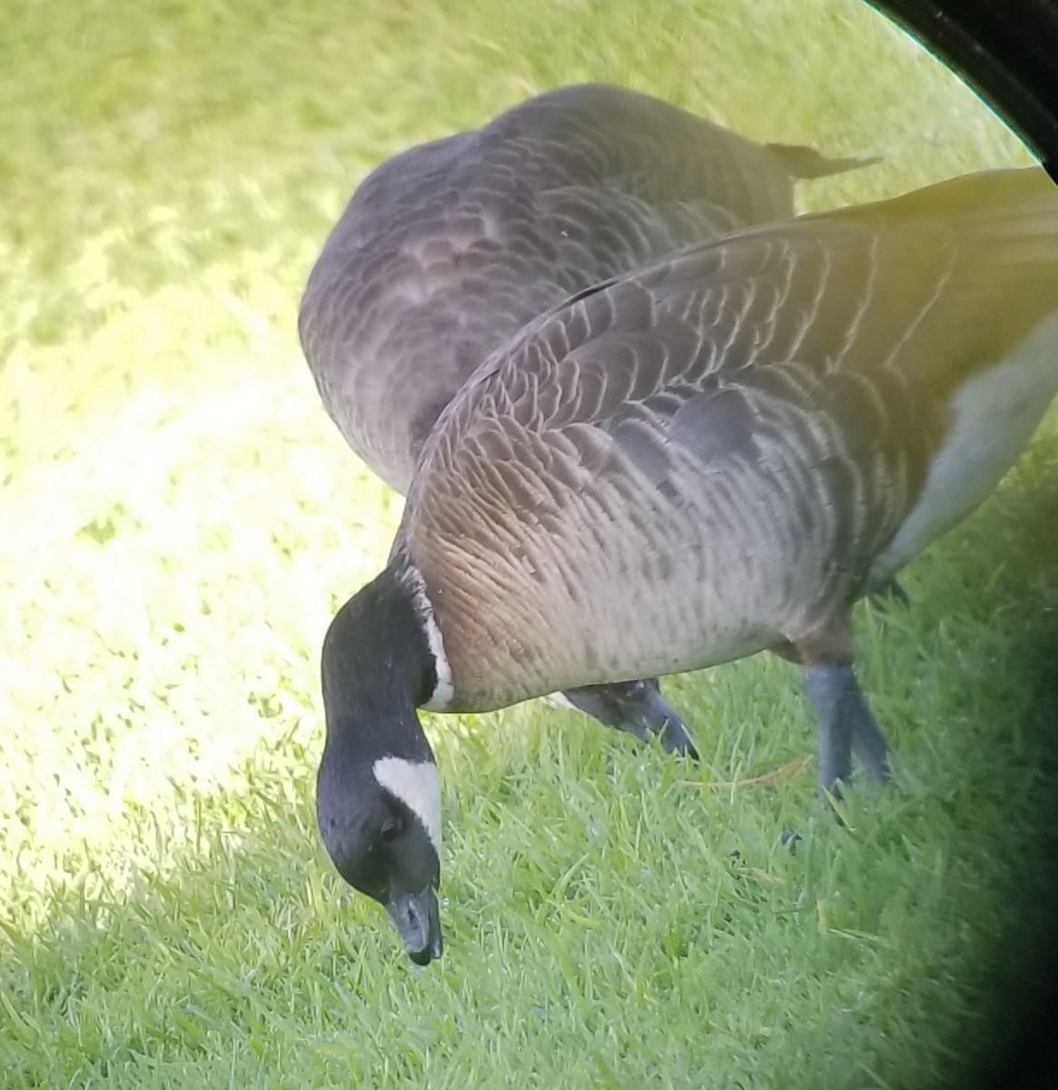 Cackling Goose (Aleutian) - ML77059311