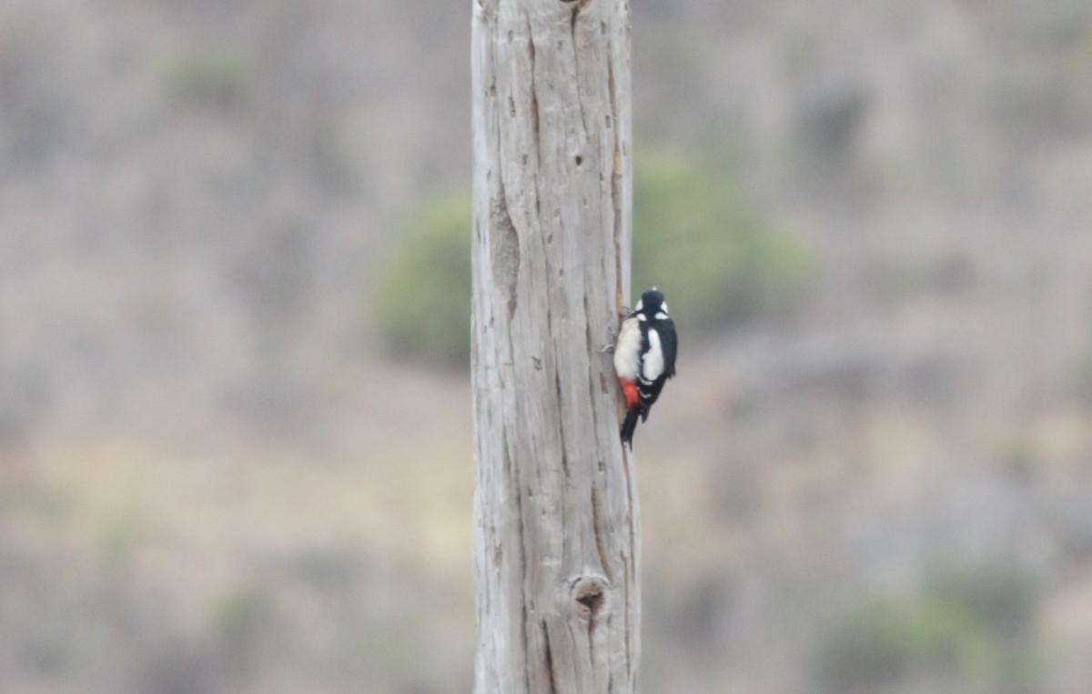 Great Spotted Woodpecker - ML77064421