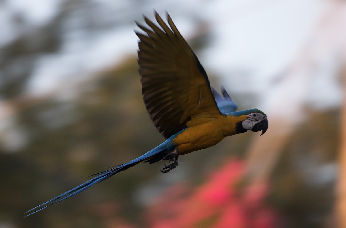 Blue-and-yellow Macaw - Sig Olsen