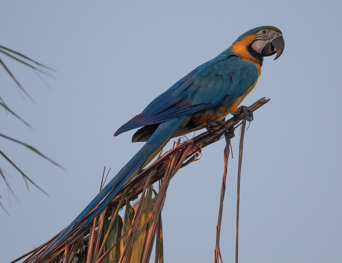 Blue-and-yellow Macaw - ML77064641